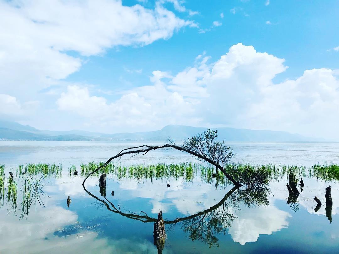 洱海弯树倒影